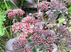 Image result for Sedum Xenox