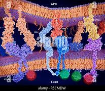 Image result for Apc Cells MR1
