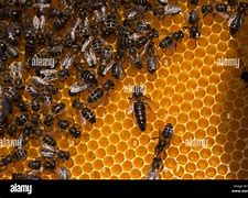 Image result for Apiaries & Beekeepers