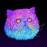 Image result for Galaxy Cat deviantART