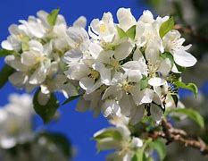 Image result for White Flower Tree