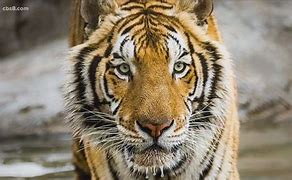 Image result for Death of Black Tiger Animal