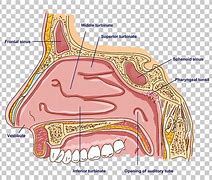 Image result for iPhone 7 Inside Diagram