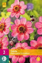 Dahlia Dahlegria Tricolore (Dahlgr85) ପାଇଁ ପ୍ରତିଛବି ଫଳାଫଳ