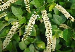 Image result for Itea virginica