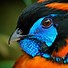 Image result for Coolest Birds