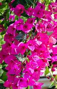 Image result for  Bougainvillea