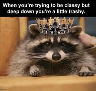 Image result for Raccoon Army Meme