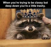 Image result for Raccoon Meme with Color Y Texts