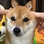 Image result for Shiba Inu Looking at Camera Hat Meme