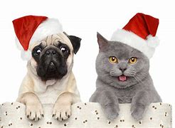 Image result for Xmas Funny Dogs