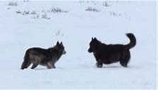 Image result for Wolves Ataking Moose GIF
