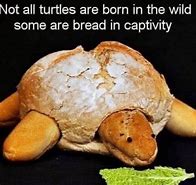 Image result for Turtle Head Meme