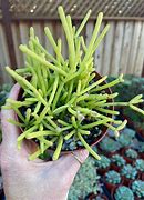 Image result for Coral Cactus