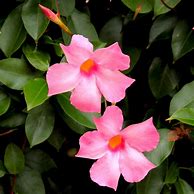 Image result for Pink Flower Vine Plant