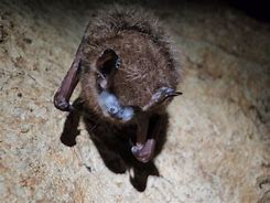 Image result for White-Nose Syndrome Bats