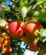 Image result for Gala Apple Tree