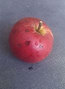 Image result for Small Piece of Apple