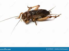 Image result for Brown Cricket Insect Wallpaper