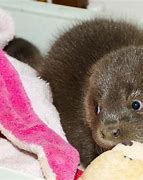Image result for A Baby Otter
