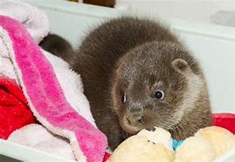 Image result for Woof Otter