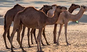 Image result for camelins