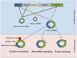 Image result for Memes About RNA