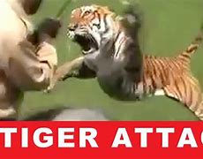 Image result for Tiger Attacks Man On Elephant