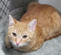 Image result for Domestic Shorthair Cat Orange and White