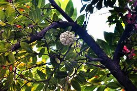 Image result for Sugar Apple