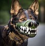 Image result for Working Dog Muzzle