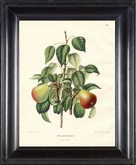 Image result for Antique Fruit Botanical Prints