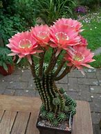 Image result for Surro Cactus