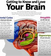 Image result for Image of a Healthy Brain V a Stressed Brain