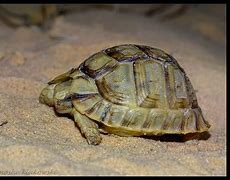 Image result for Testudo werneri