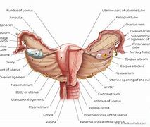 Image result for Posterior Uterine Body