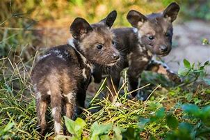 Image result for African Painted Dog Puppies