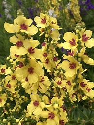 Image result for Verbascum chaixii sixteen candles