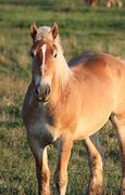 Image result for New Mexico Horse
