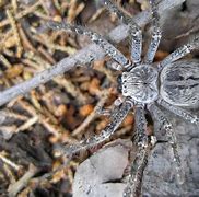 Image result for World's Largest Wolf Spider