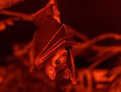 Image result for Cartoon Bat Upside Down