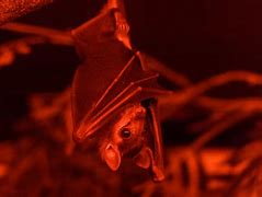 Image result for Bats Upside Down Dancing