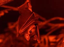 Image result for Cute Cartoon Bats Upside Down