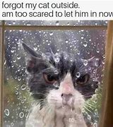 Image result for Outdoor Cat Meme