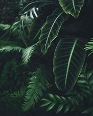 Image result for green aesthetics wallpapers
