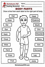 Image result for Body Parts Diagram Worksheet