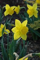 Image result for Narcissus Arctic Gold