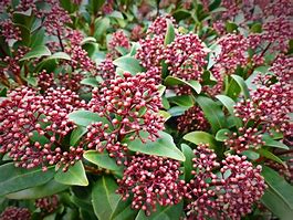 Image result for Skimmia japonica Keessen