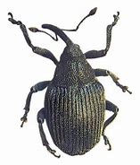 Image result for "cabbage-curculio"