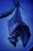 Image result for Undercooked Bat